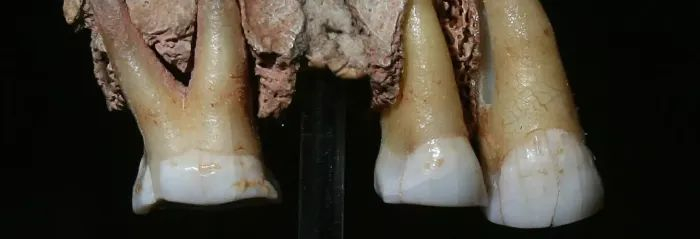 Gallery Item 6 for Kents Cavern