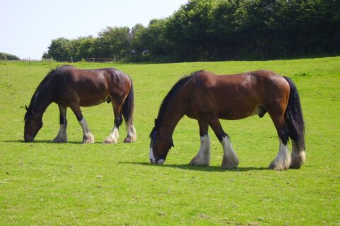 Gallery Item 59 for Blackstock Country Estate