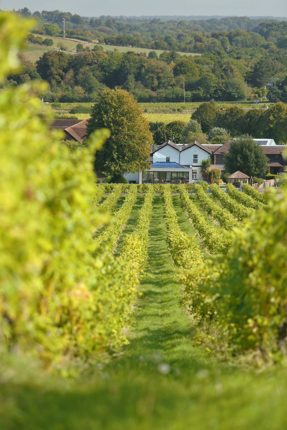 Gallery Item 4 for Denbies Wine Estate