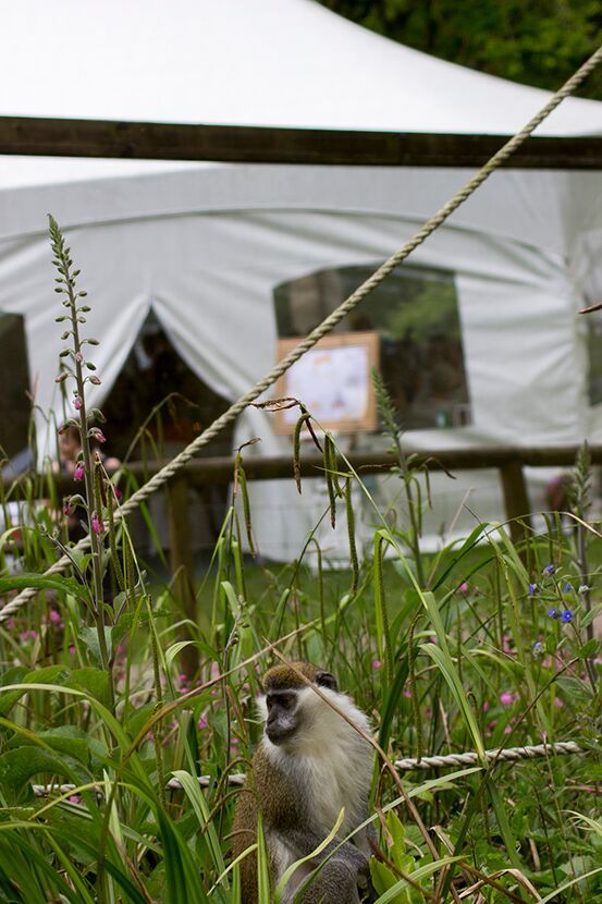 Gallery Item 2 for Dartmoor Zoological Park