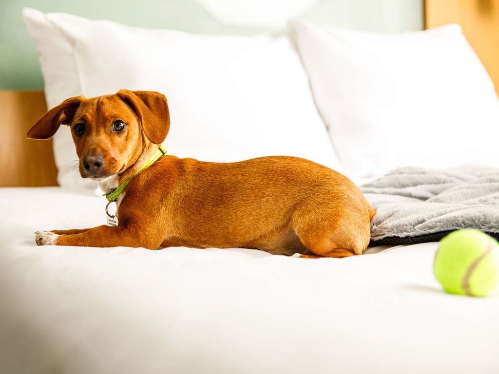 Stay Gallery Item 10 for The Harlow Hotel by Accor